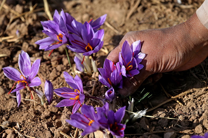 Best Saffron