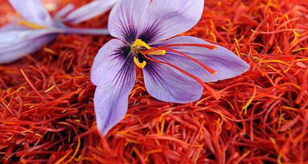 Best Quality Saffron